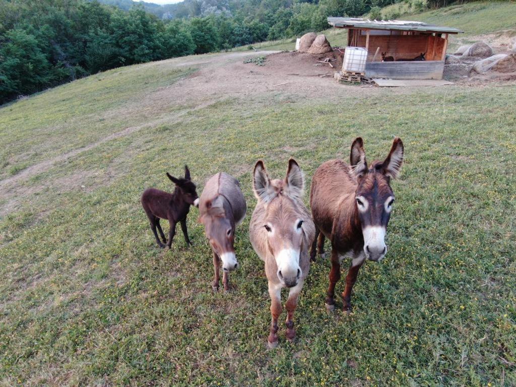 Agriturismo Alba Del Borgo Fidenza Kültér fotó